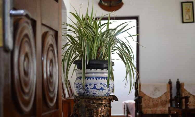 Moonmist Homestay, Chikmaglur 4